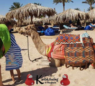 Schnorchelausflug nach Sharm El Naga 15.11.17