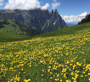 Blumenwiese auf der Seiser Alm