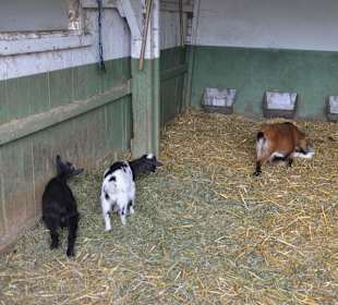 Irrland Bauernhof-Erlebnisoase