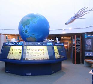 The Bailey-Matthews Shell Museum