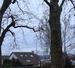 Alter Friedhof Pliezhausen