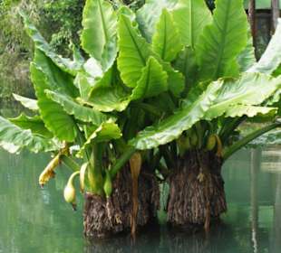 Pflanzenwelt im Park