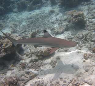 Schwarzspitzen-Riffhai