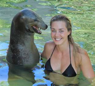 Begegnung mit Seelöwen