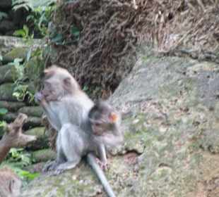 Monkey Forest & Park