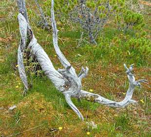 Shoreline Bog Trail