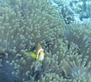 Nemo