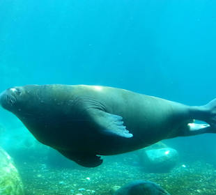 Auch unter Wasser zu beobachten