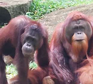 Singapur Zoo