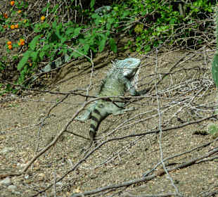 Christoffelpark: Iguana