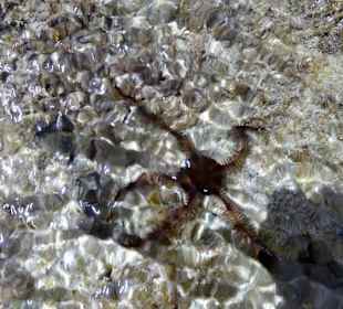 Sehr schönes Riff und sauber