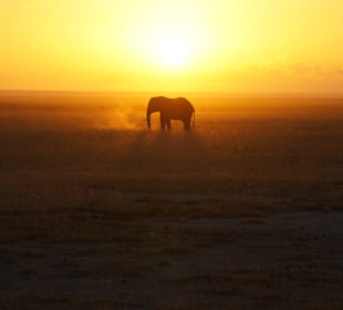 Unvergesslicher Moment: Sonnenaufgang in Kenia