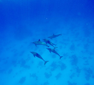 Delfin Tour Marsa Alam