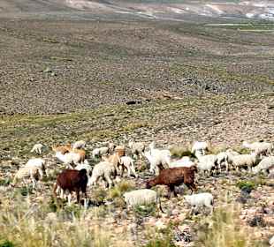 Pampa Cañahuas