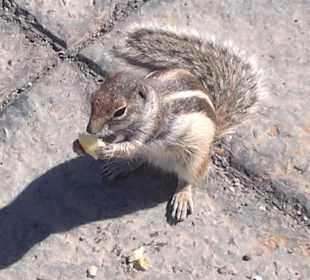 Streifenhörnchen an der Promenade mit Äpfelchen