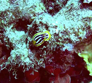 Afrika-Sternschnecke