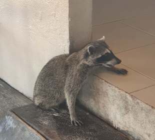 Waschbär