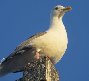 California State Route 1