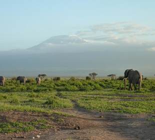 Elefanten vor dem Kilimanjaro