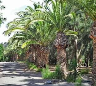 Eindrücke von der Wanderung durch den Palmenhain