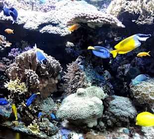 Blick in das tropische Aquarium