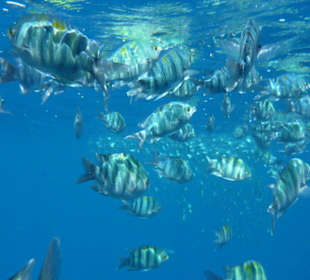 Fische direkt unter der Wasseroberfläche