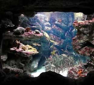 Aquarium