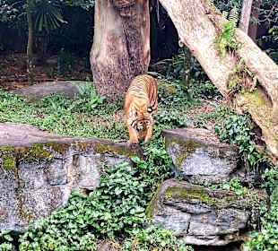 Singapur Zoo