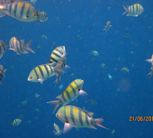 Schnorcheln Marsa Alam