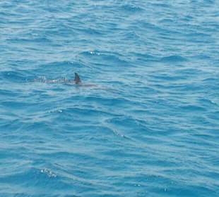 Delfin in Sicht