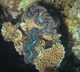 Schnorcheln beim Fort Arabesque