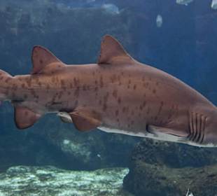 Cretaquarium