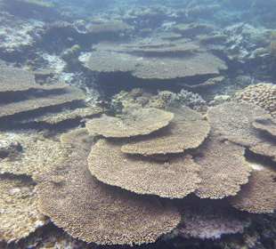 Korallengarten...
