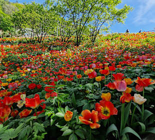 Die Gärten von Schloss Trauttmansdorff