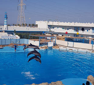 Delfinarium - Dolphin World
