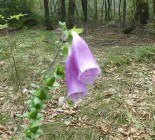 Wanderung am Silberberg