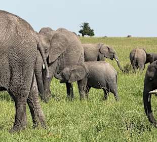 Masai Mara Safari