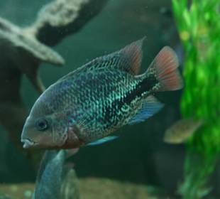 Seltener Fisch