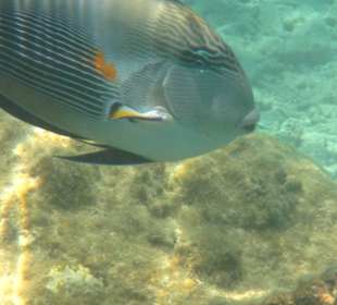 Hausriff Arabia Azur