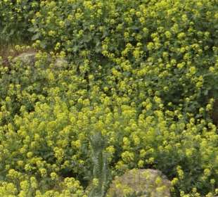 Die Natur erobert sich ihren Weg zurück
