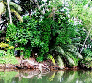 Üppige grüne Natur