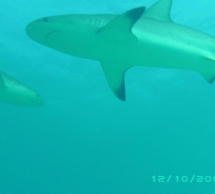 Tauchen mit Haien