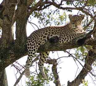 Wildreservat Masai Mara