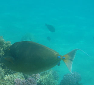 Super Nasendoktorfisch