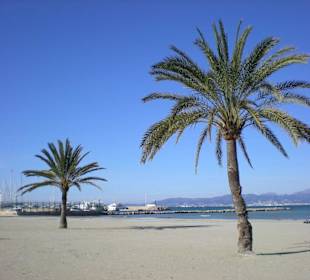 Palmenstrand von El Arenal im Januar