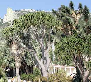Jardin dÉxotique - Monaco