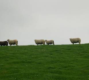 Schafe auf dem Deich