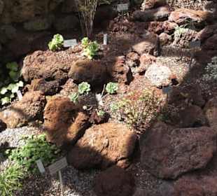 Botanischer Garten der Universität Zürich