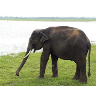 Safari-Tour