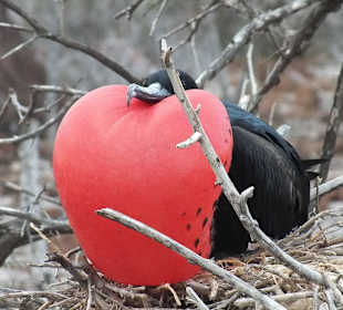 Фрегат - самец с красным мешком